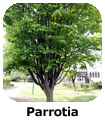 Parrotia